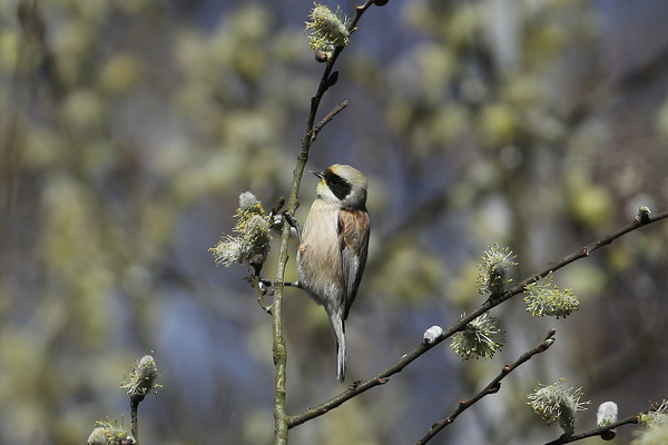 Le Rémiz penduline