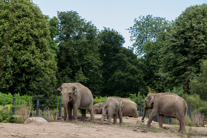 Cartes postales-2 (le zoo de Dublin )