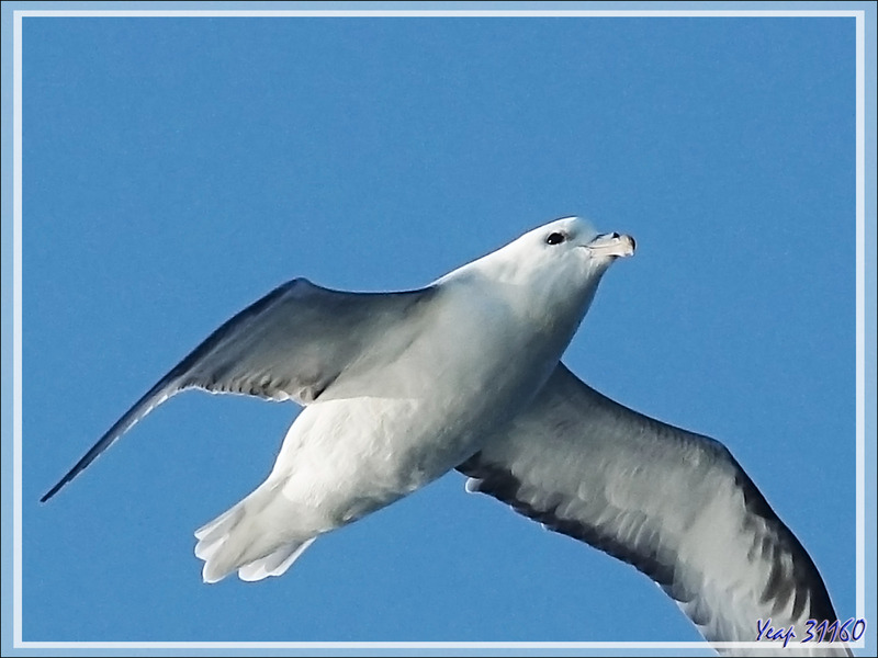 Fulmar boréal, Pétrel fulmar, Northern Fulmar (Fulmarus glacialis) - Mer de Baffin - Nunavut - Canada