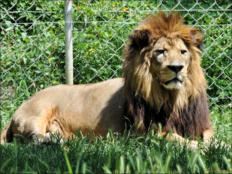 Lion de l'Atlas (zoo des Sables d'Olonne)