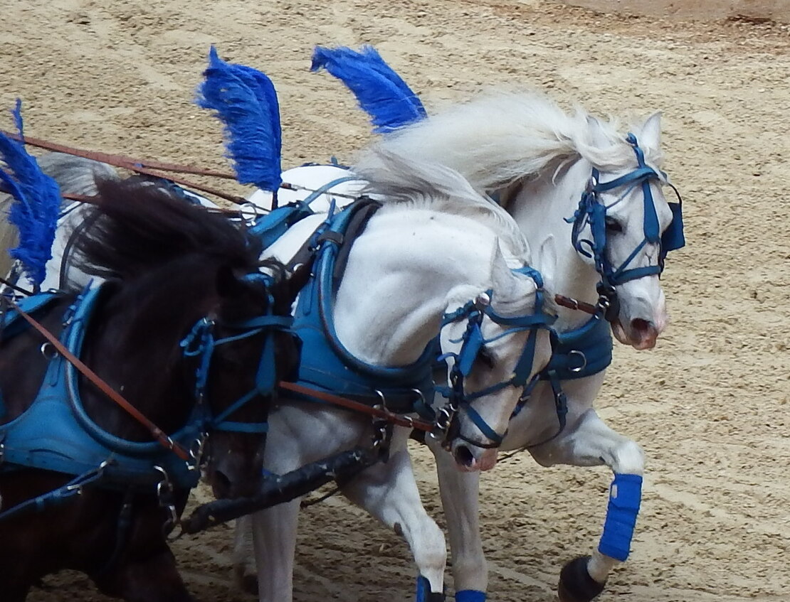 un Lion au Puy du fou !