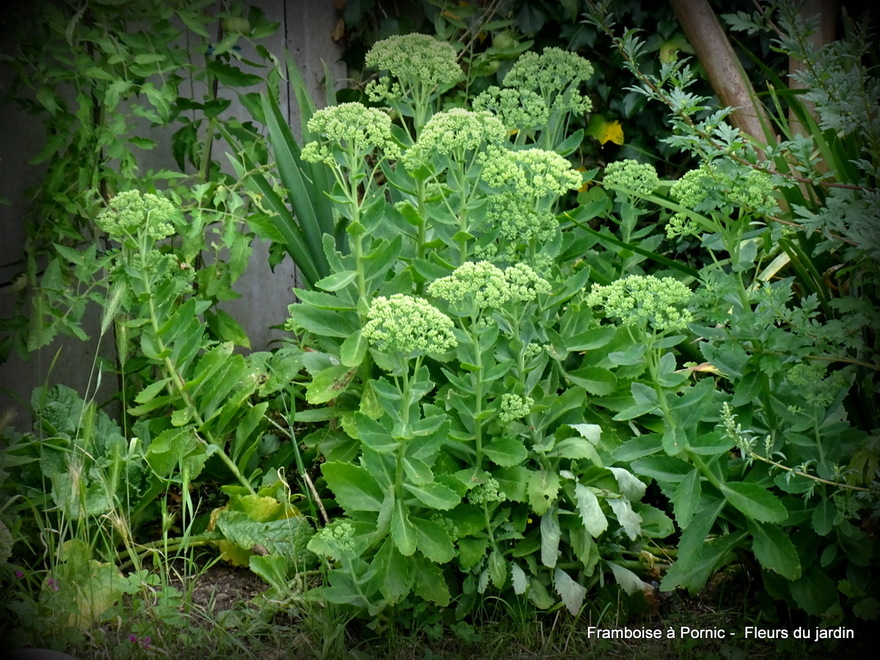 Fleurs dans le jardin 