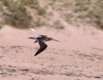 Oiseaux