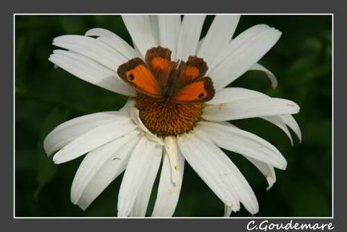 Papillon # 4