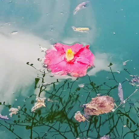 Fleur noyée