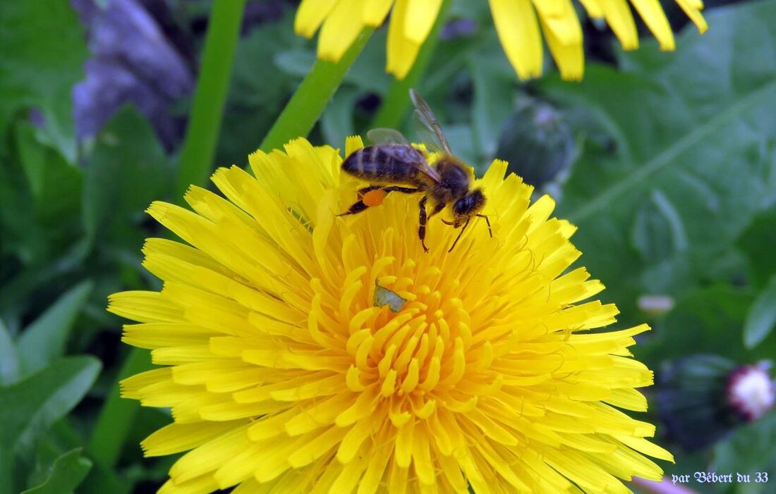 une abeille sur un pissenlit