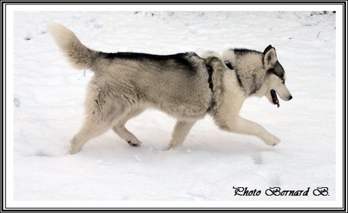 Huskys des neiges (1er février 2017)