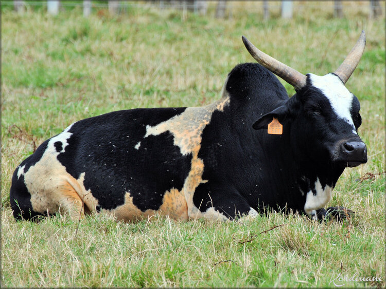 Photo de Zébu nain (Ferme Exotique-Cadaujac)