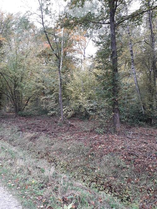 Balades en forêts