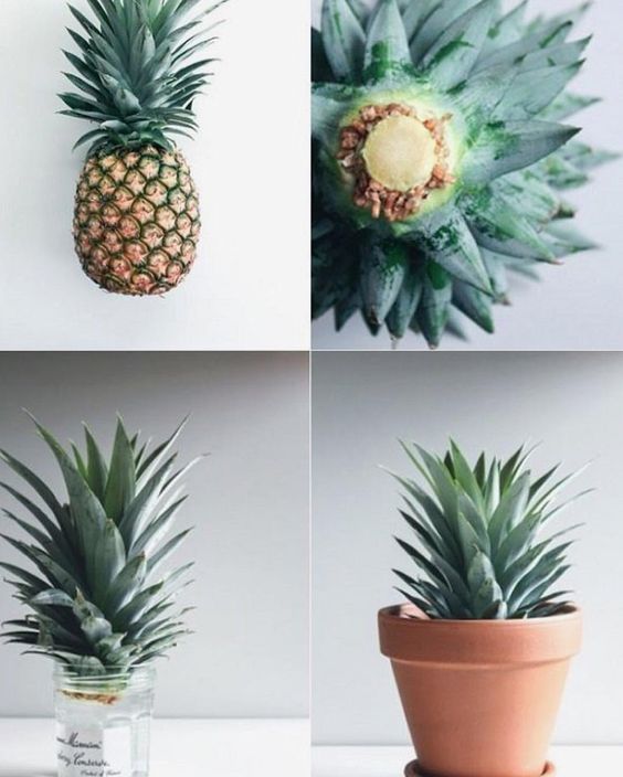 Idée Pinterest : l'ananas