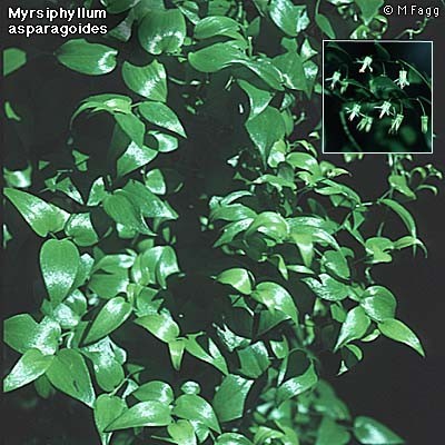 myrsiphyllum-asparagoides