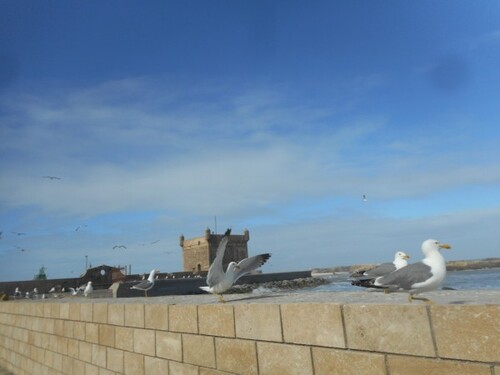 11 avril 2018 - Essaouira Marrakech