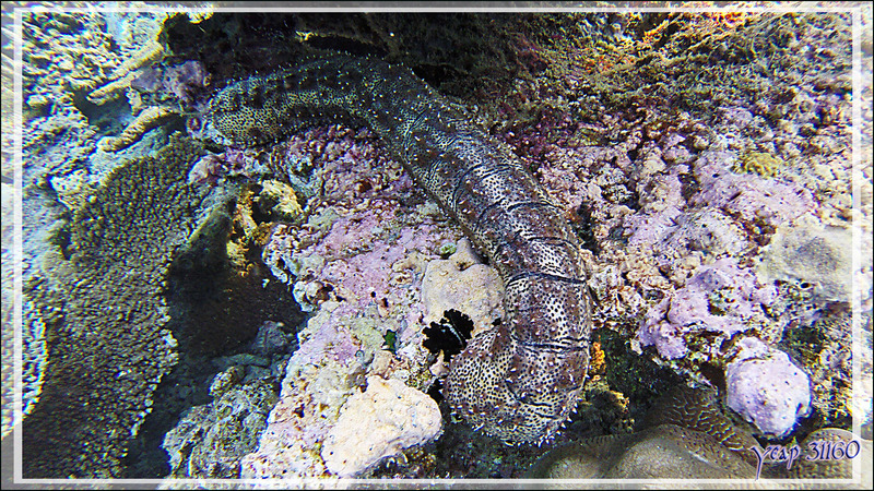 Holothurie rayée ou tiretée, Striated sea cucumber or leopard sea cucumber (Pearsonothuria graeffei) - Snorkeling à Thudufushi - Atoll d'Ari - Maldives
