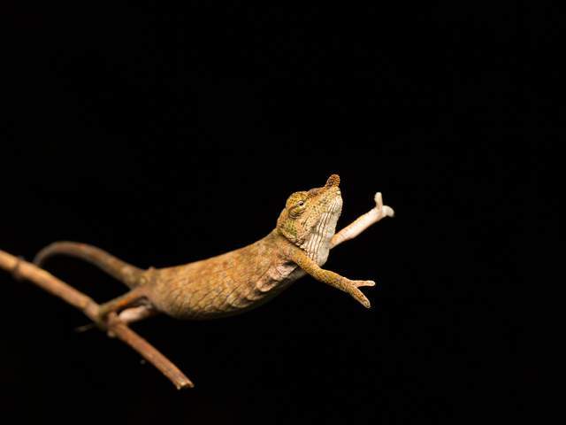 Animaux en délire