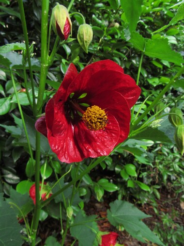 Jardin d'ailleurs...  chez Vincent et Pascal: Un jardin à Landrévarzec