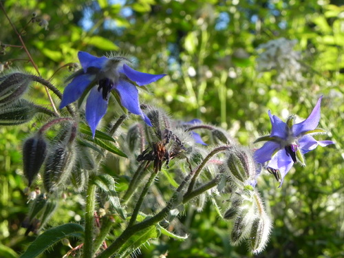 Le jardin en vacances 