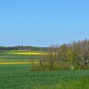 CAMPAGNE (Somme) ( mai 2016) (colza et blé tendre