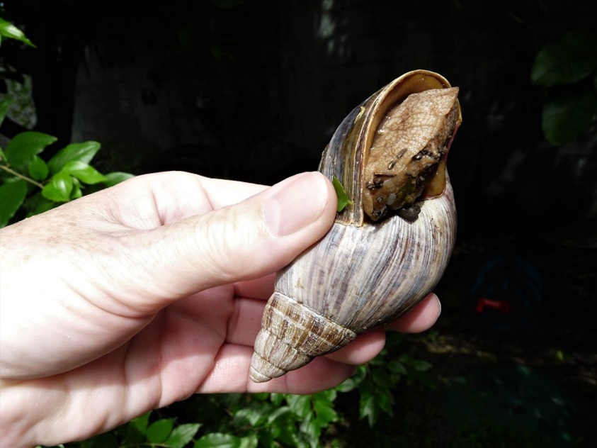 Escargots de la Réunion