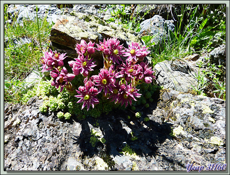 Joubarbe des montagnes (Sempervivum montanum) - Val d'Esquierry - Oô - 31  (Flore)