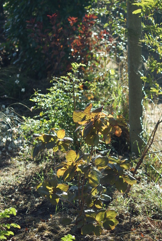 Le feuillage pourpre des physocarpus.