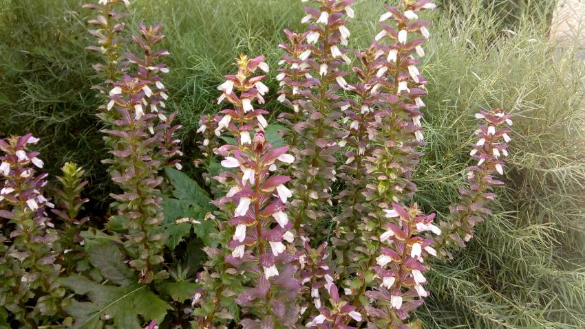 des plantes magnifiques (Acanthes et hémérocalles)