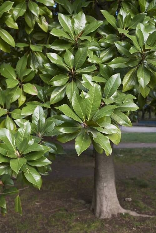 Fleurs cultivées : Magnolia