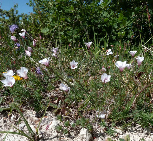 Linum suffruticosum subsp. appressum  -  lin à feuilles de Salsola