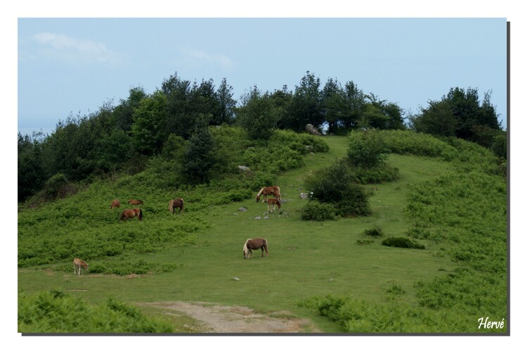 Les chevaux du Col d'Ibardin.