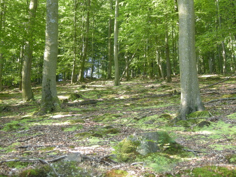 La traversée des Vosges GR53-GR5