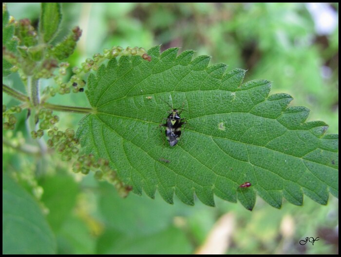 Liocoris tripustulatus