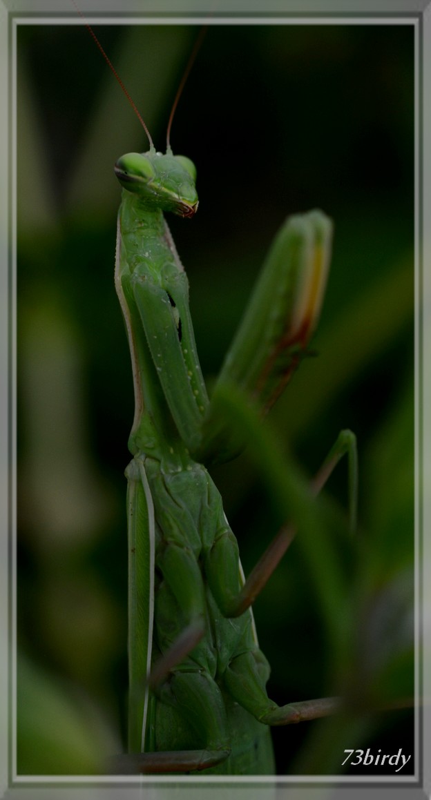 Prédatrice dans l'âme