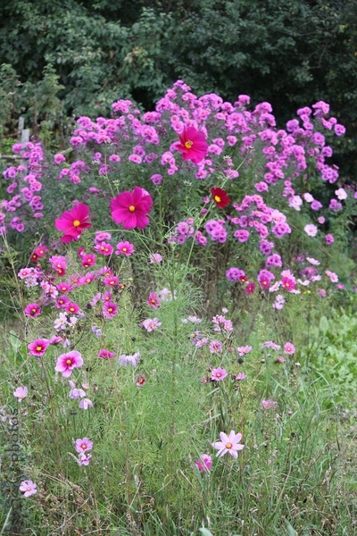 Blog de jephotographie :jephotographie, fleurs d été sur fond d aster