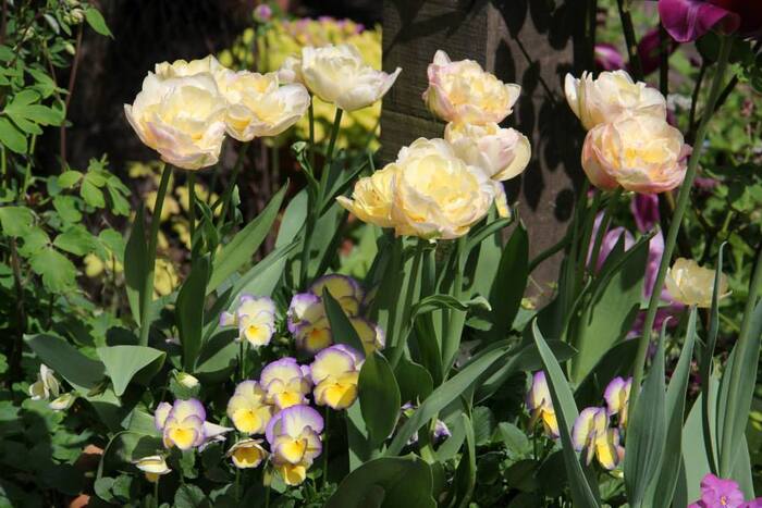 Tulipes 2014 : Sweet Desire