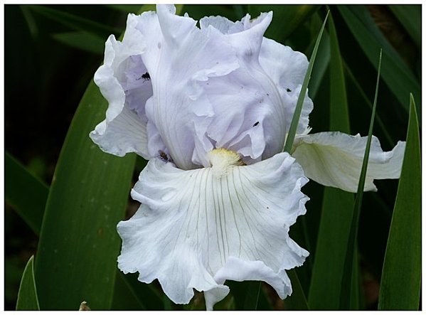 iris-blanc6.jpg
