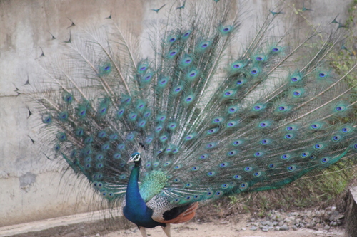 Tissamaharama et le parc de Yala du 25 au 26 février 2015