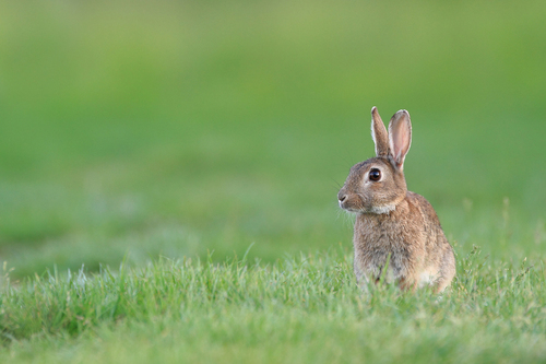 Lapin de garenne...