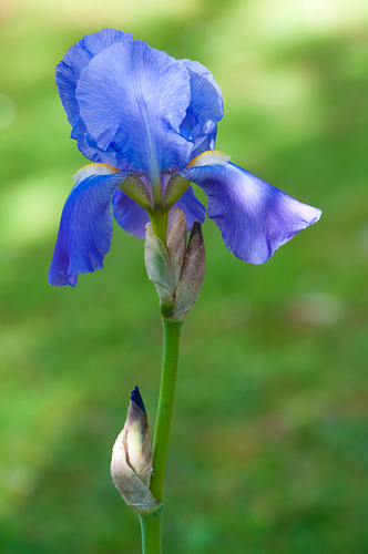 L'iris bleu ...