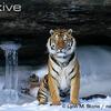 Tigre de Sibérie très beau