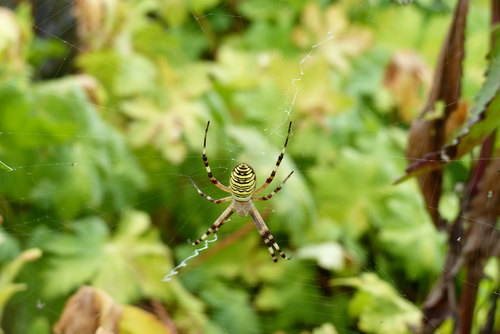 Rencontre au jardin :