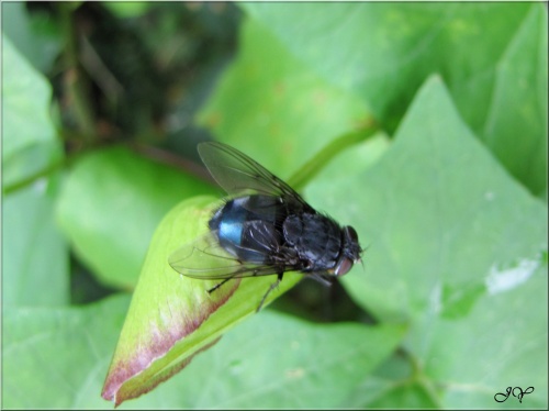 mouche bleue