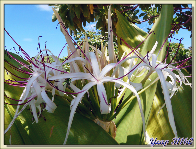 Lys poison (Crinum asiaticum) - Atoll de Fakarava - Tuamotu - Polynésie française