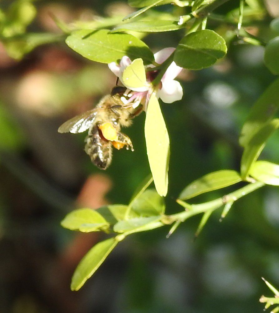 20 mai, journée mondiale des abeilles...