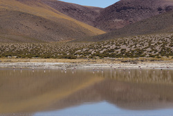 Geysers del Tatio - Goodbye Atacama !