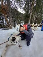 3 février musée du ski promenade et chiens de traineaux