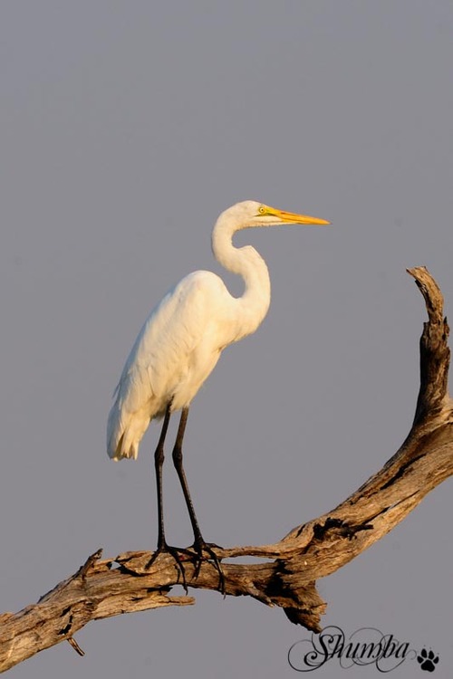 Birds of the delta