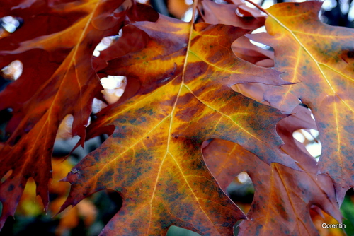 Belles feuilles d'automne