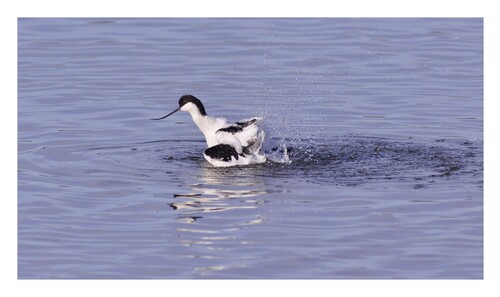 Avocette  élégante