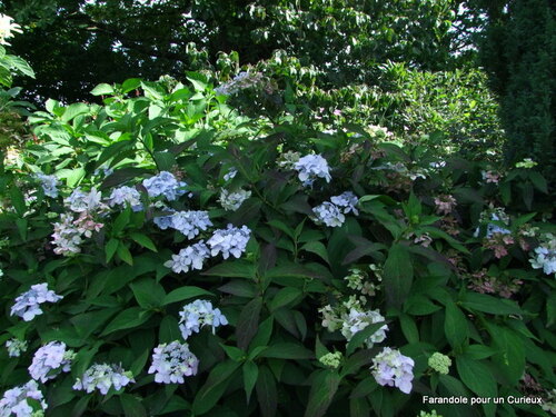 Visite au jardin de Cassadra "Saône-et-Loire (71)"