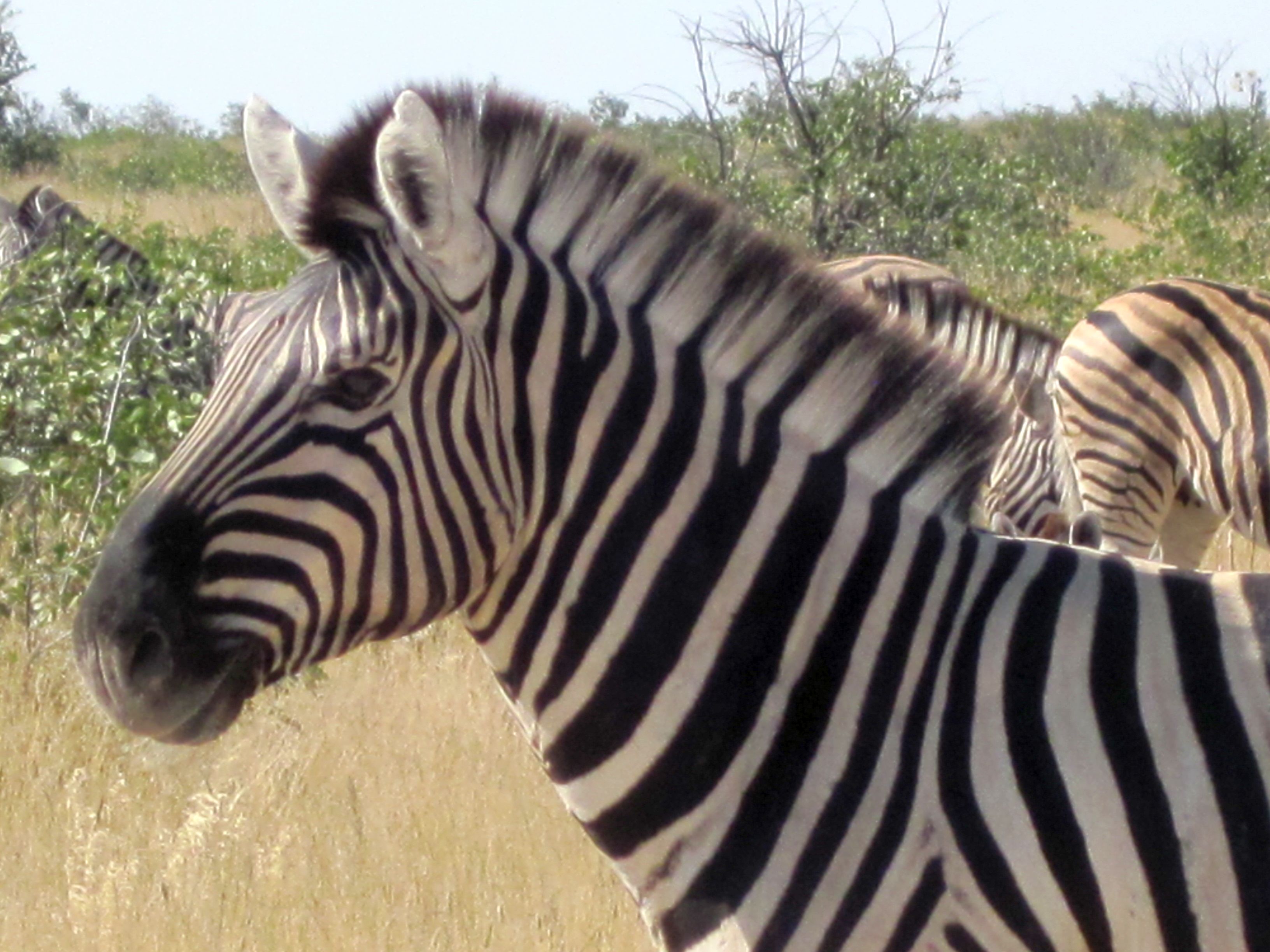Parc d'Etosha