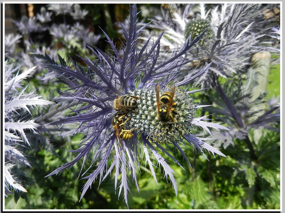 FLEURS DES ALPES